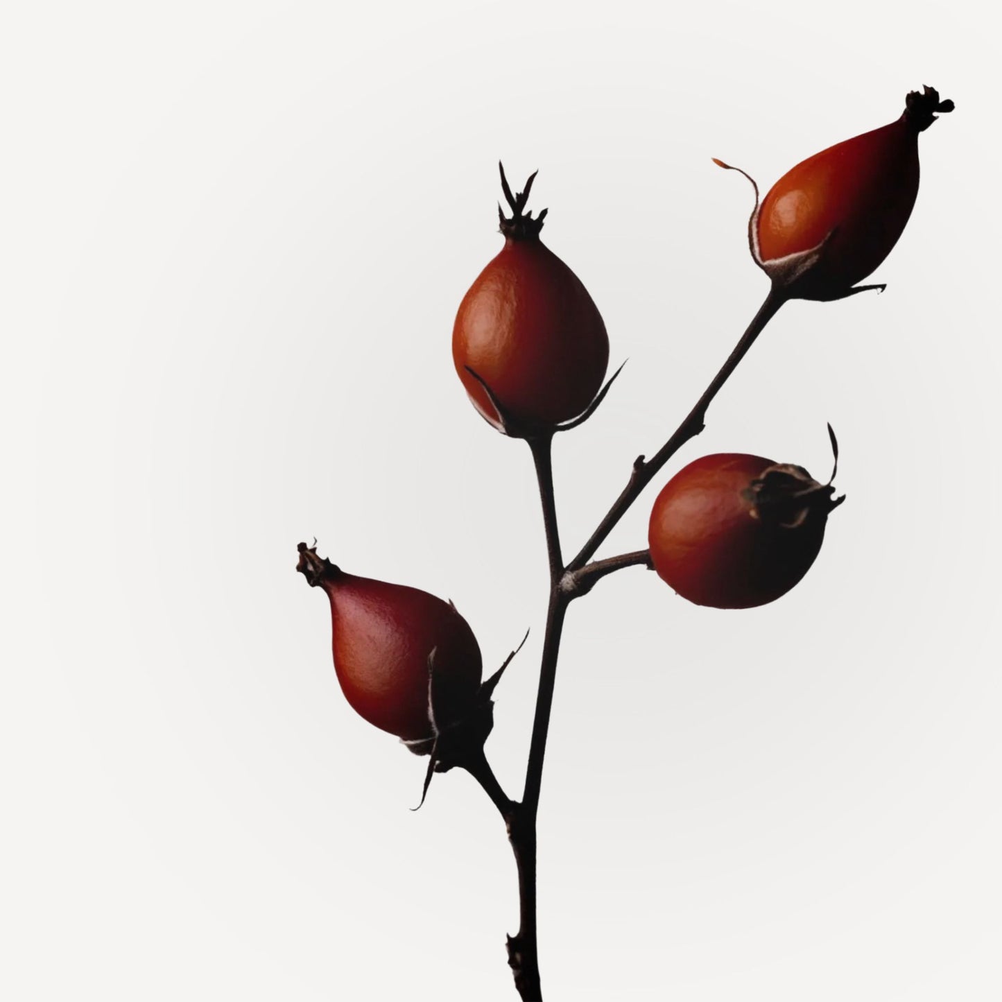Wild rosehip buds on branch, natural source of cold-pressed rosehip seed oil