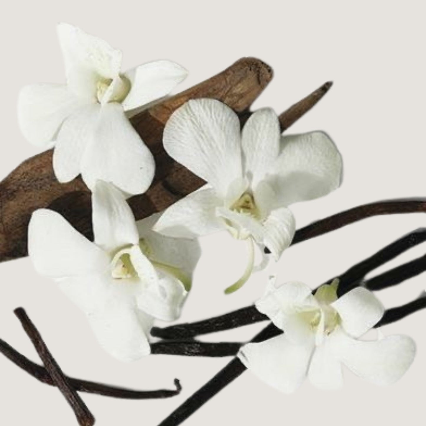 White flowers and vanilla pods arranged on an abstract wooden piece.