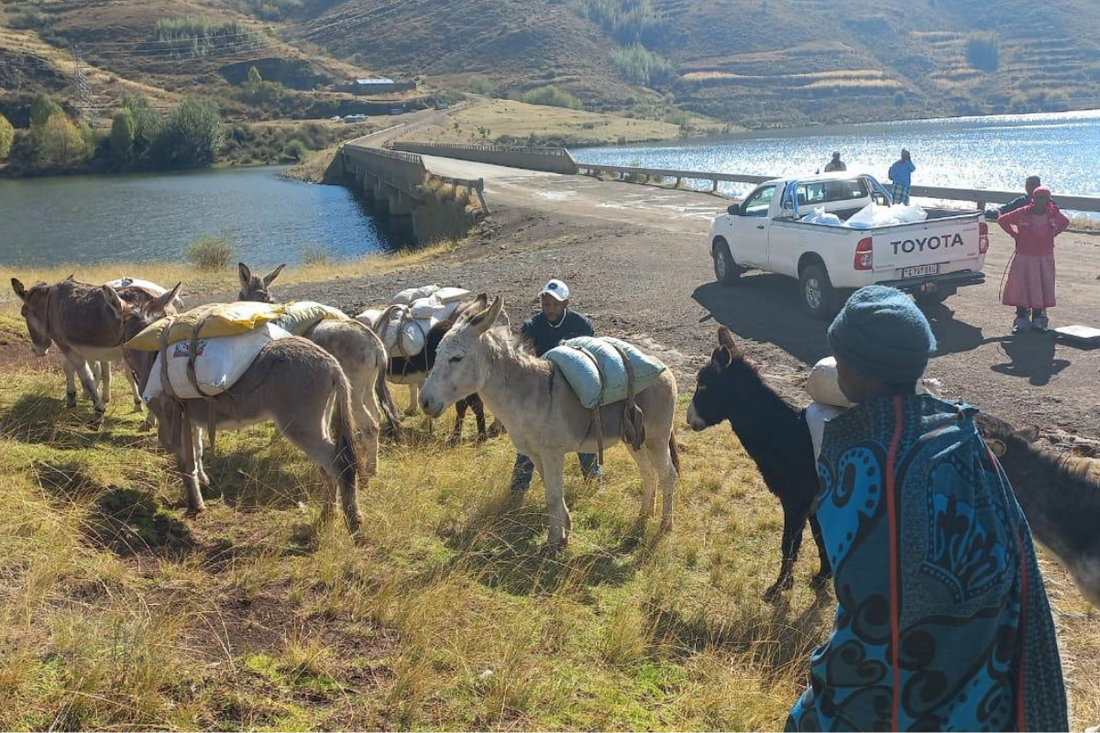 rosehip harvesting in Lesotho Kudu Cosmetica
