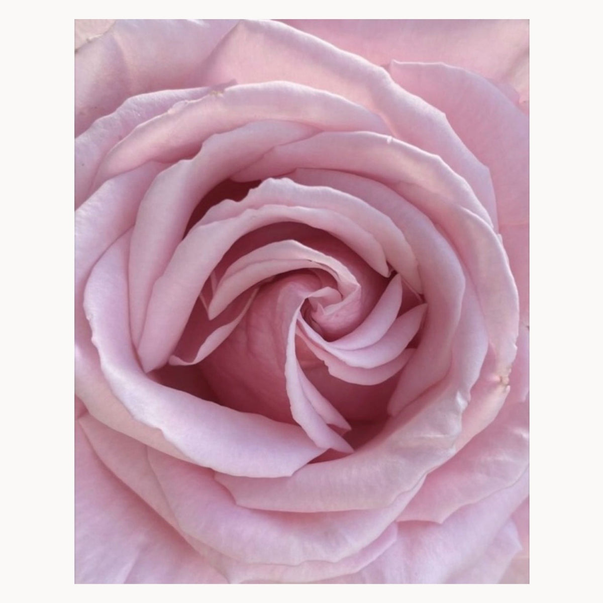lose-up of a soft pink rose in full bloom showcasing delicate layered petals in warm blush tones