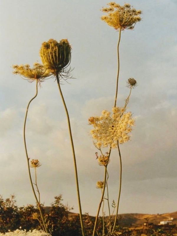 Yellow flowers representing the scent the warm and earty botanical fragrance of Soul Safari body oil 