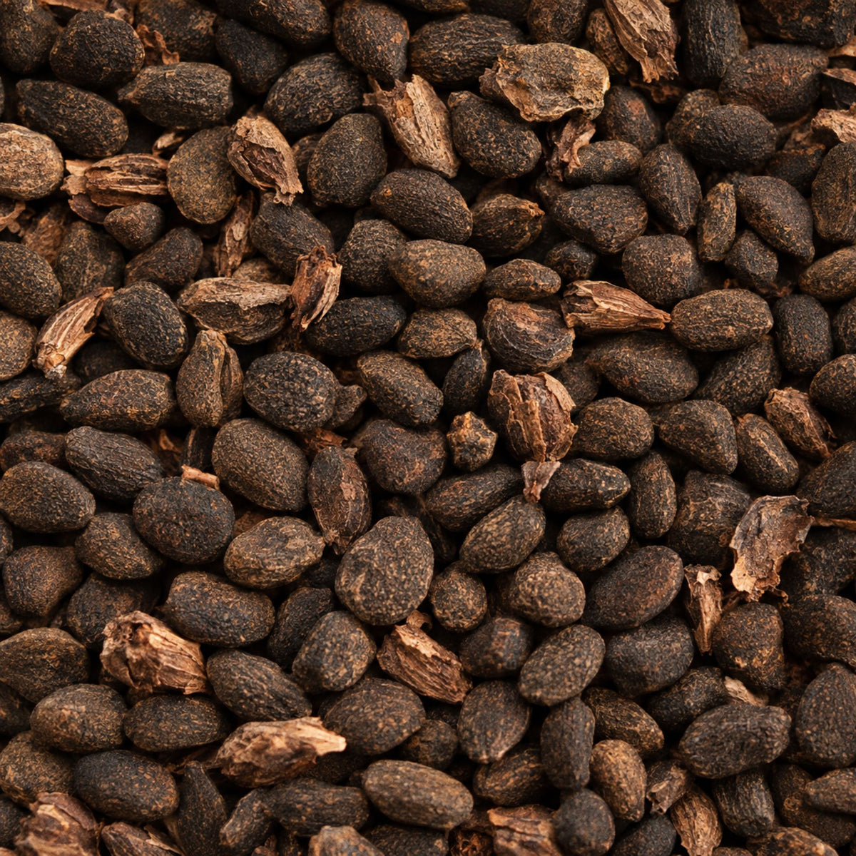 Bakuchiol seeds, the botanical source of bakuchiol