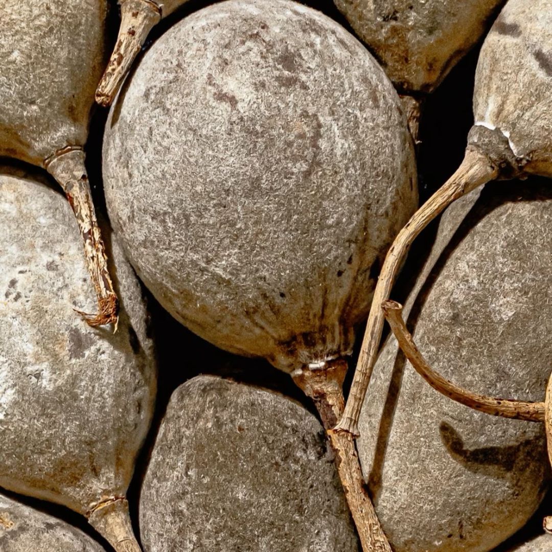 Close-up of baobab fruit and stems.