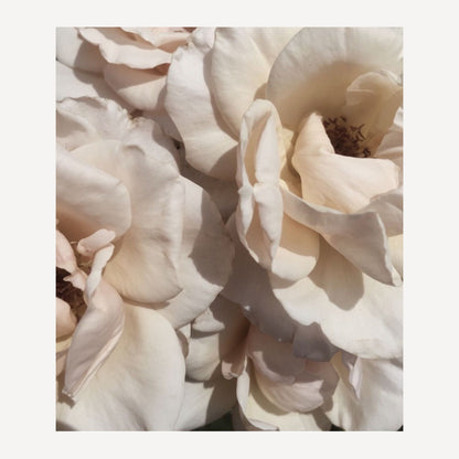Cabana Rose