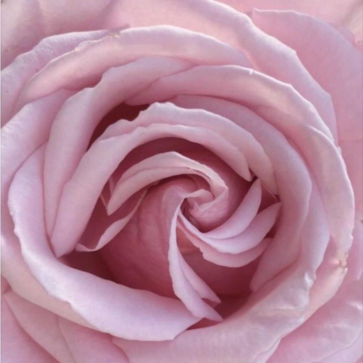 close-up of a soft pink rose in full bloom showcasing delicate layered petals in warm blush tones