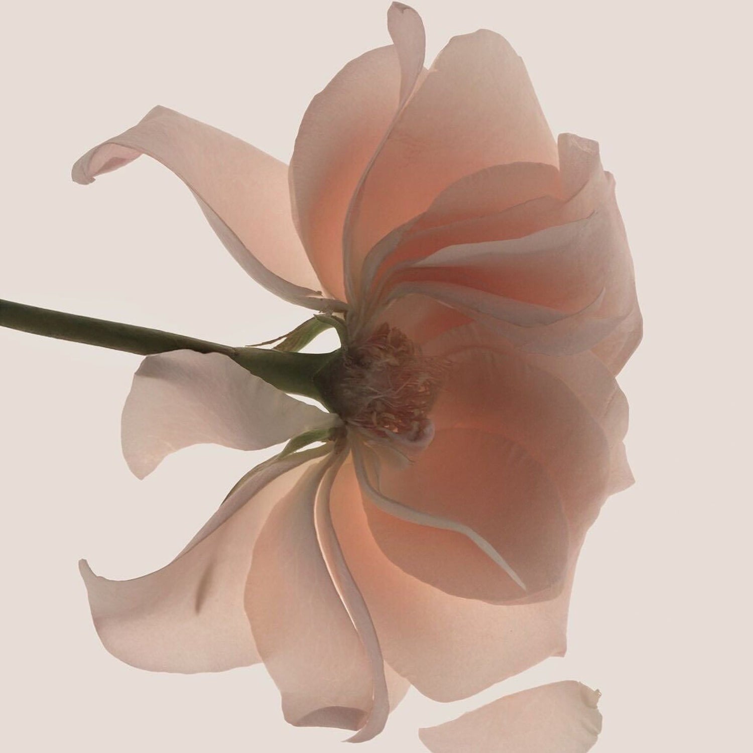 Macro rose petals representing the Cabana Rose  Cabana rose body cream scent