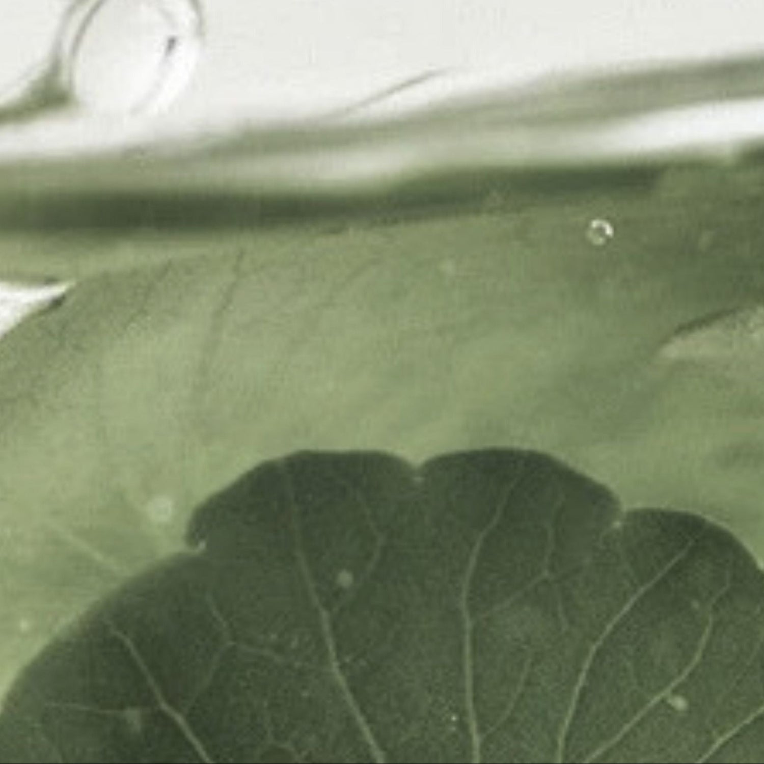 Close-up of centella asiatica with detailed veins on a white background