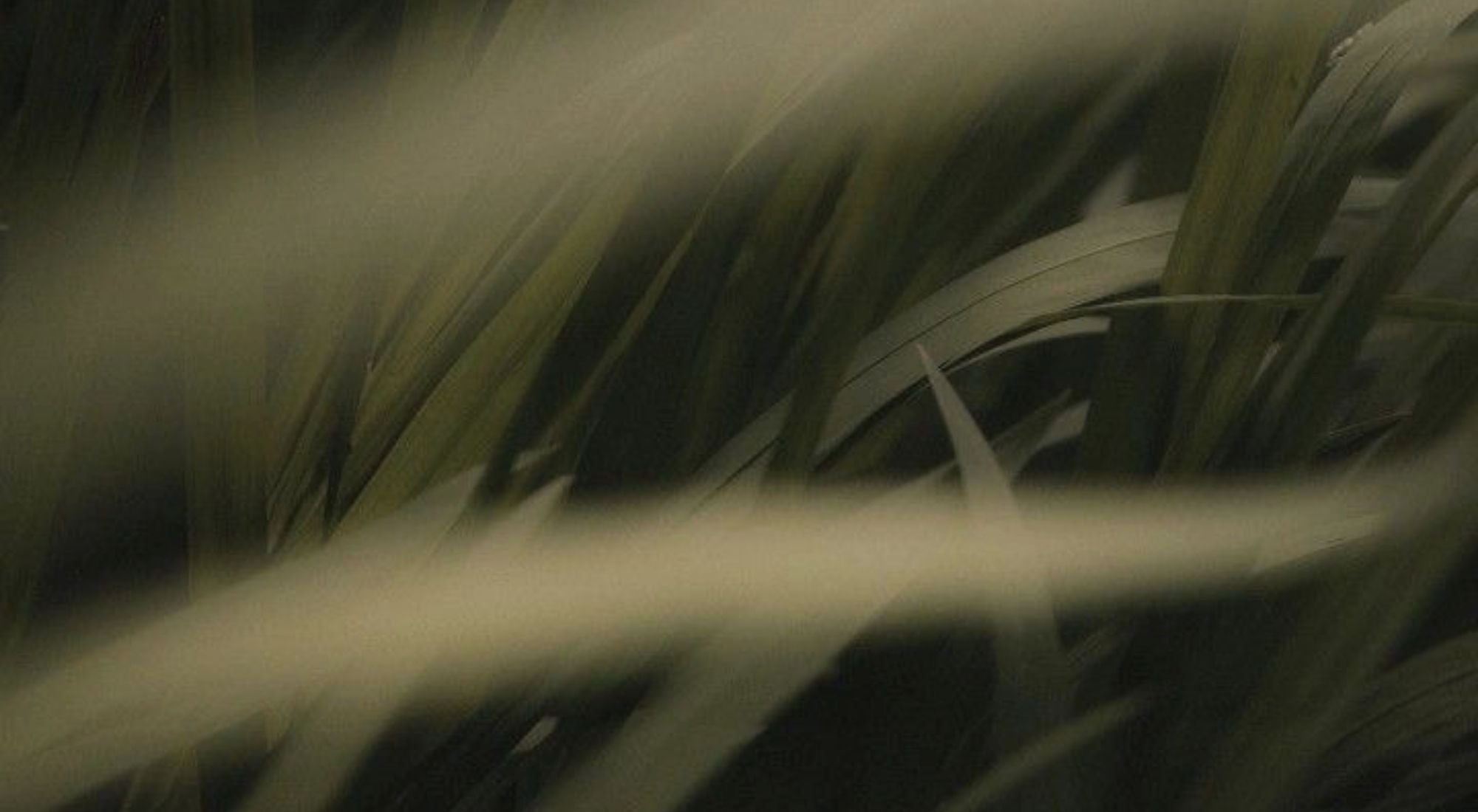 Close-up of grass with a dark background