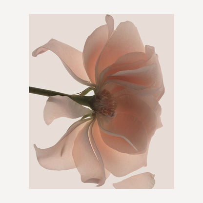 Soft-focus rose petals in warm, airy light with delicate translucent textures