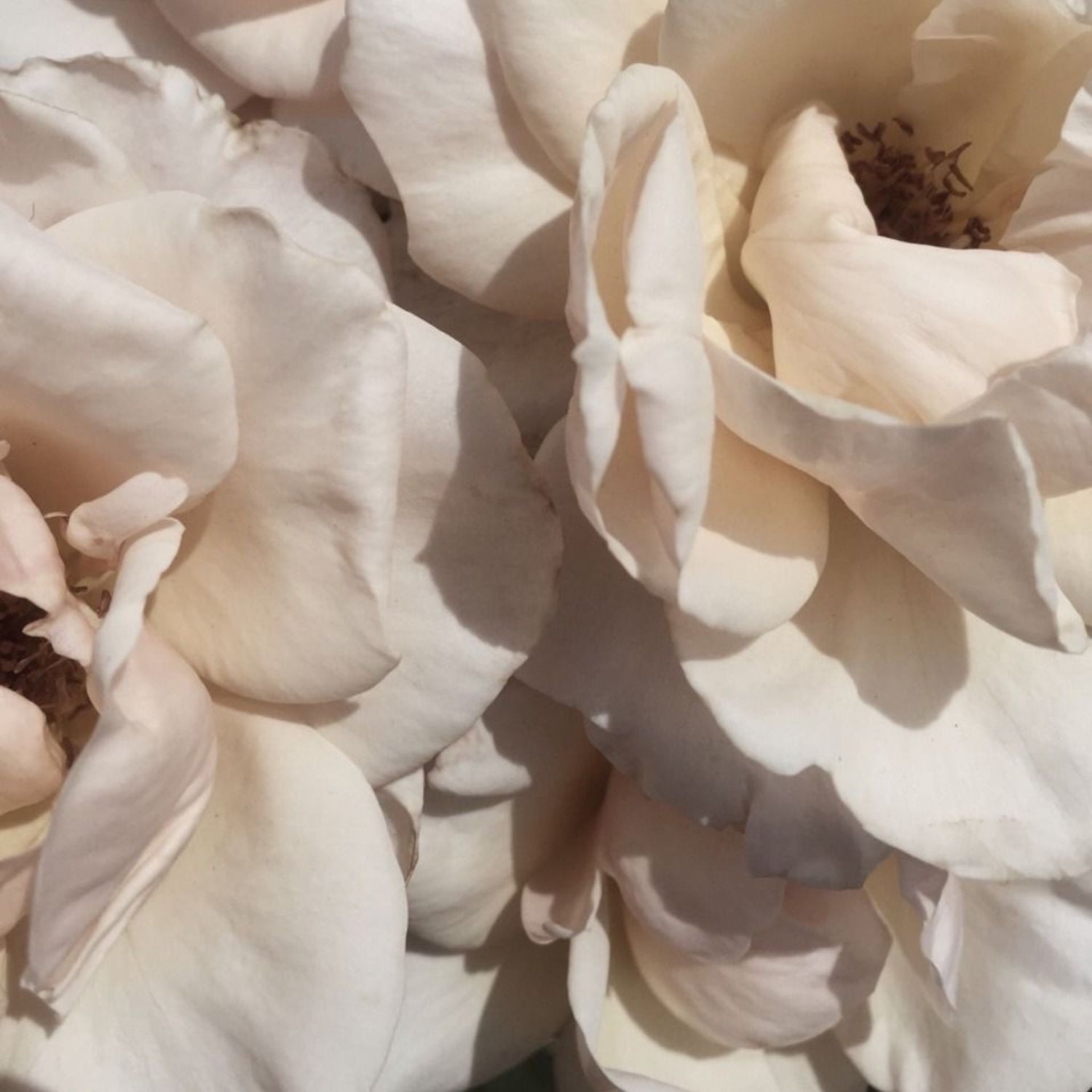 Macro rose petals representing the Cabana Rose  Cabana rose body cream scent