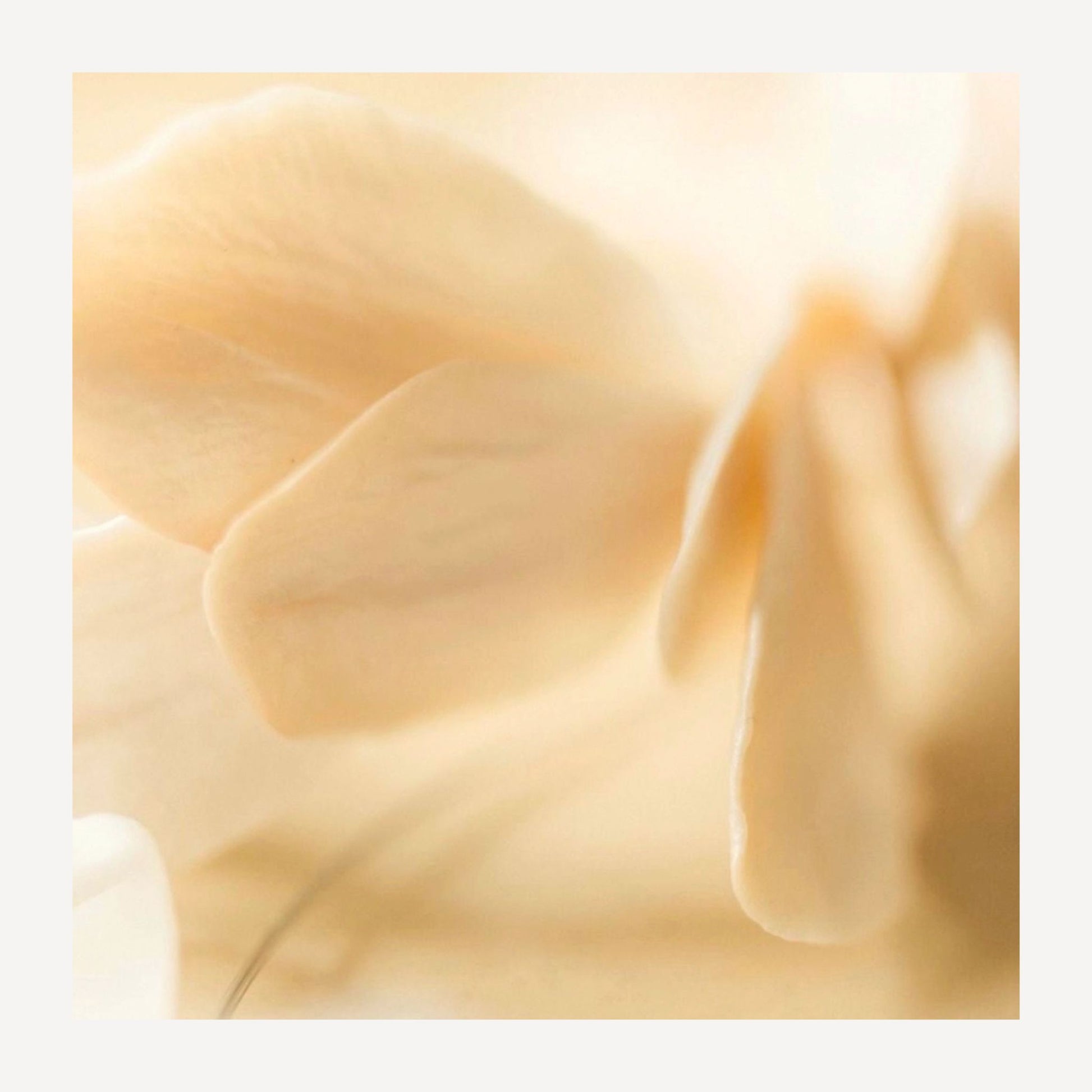 Vanilla floral scent profile for Madagascar body cream, soft creamy texture in warm tones