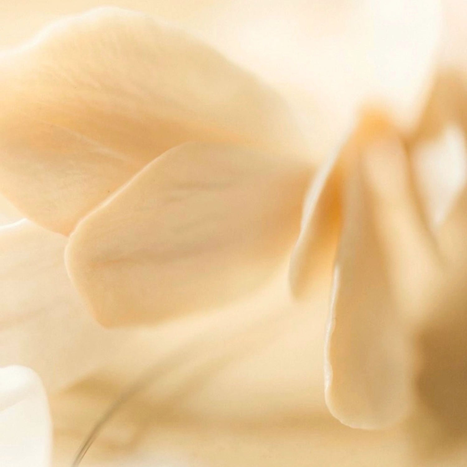 Vanilla floral scent profile for Madagascar body cream, soft creamy texture in warm tones